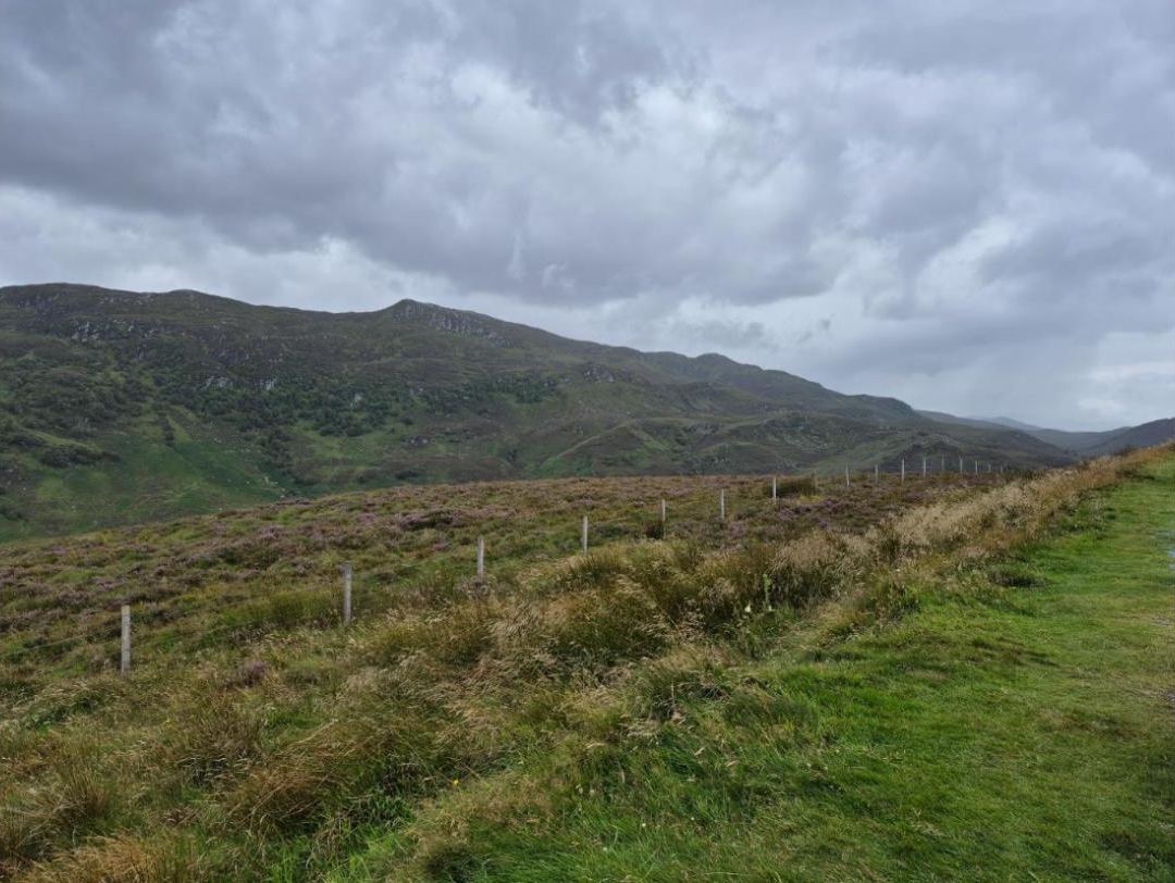 Heather moor