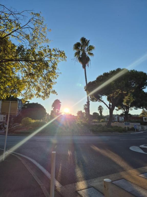 Evening sun through the palms